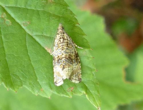 Réf. 238 802 : Celypha lacunana